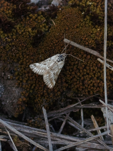Phyllometra culminaria - csüngő araszoló