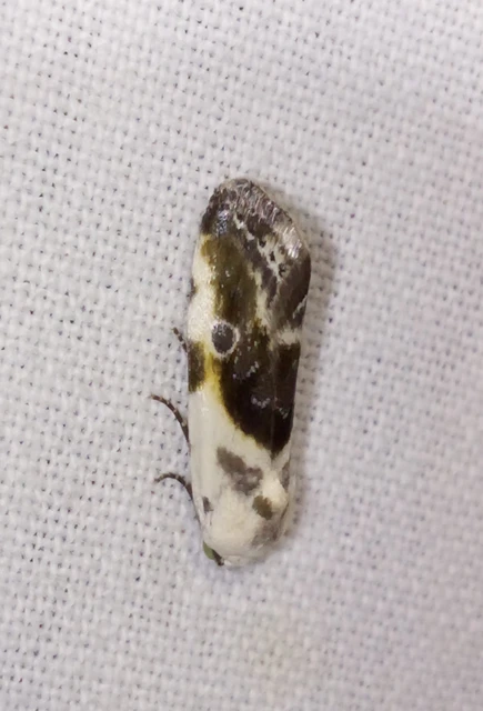 Ponometia candefacta - parlagfűbagoly