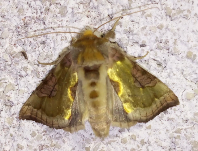 Diachrysia stenochrysis - rejtőző aranybagoly