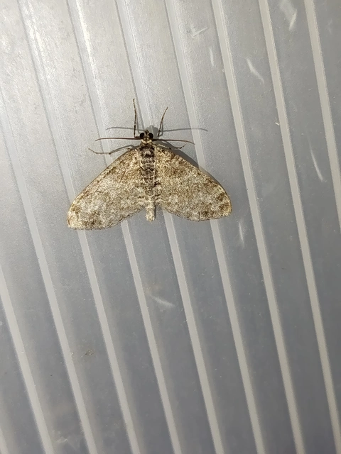 Lobophora halterata - szárnyfüggelékes araszoló