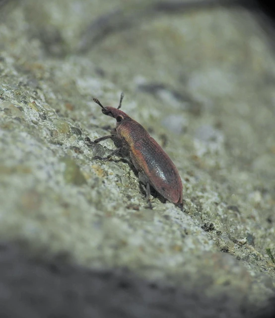 Lixus angustus - rövid dudvabarkó