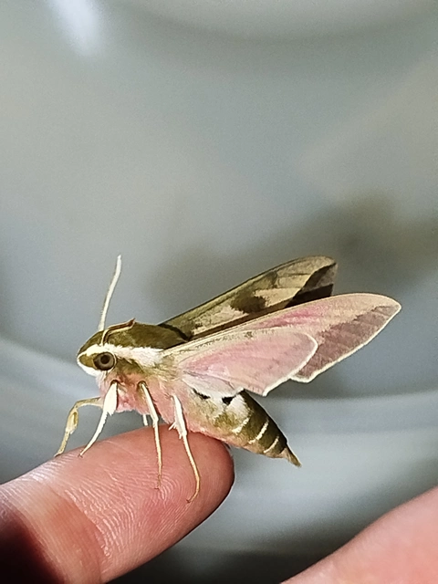 Hyles euphorbiae - kutyatejszender