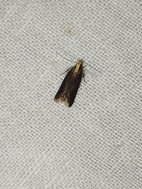 Aroga flavicomella - aranyfejű sarlósmoly