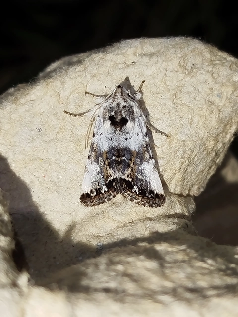 Calophasia opalina - barnafoltú fehérbagoly