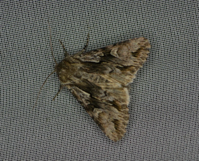 Chloantha hyperici - orbáncfű-sugarasbagoly