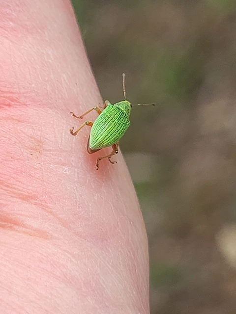 Polydrusus formosus - selymes lombormányos