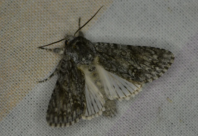Acronicta aceris - vadgesztenye-szigonyosbagoly