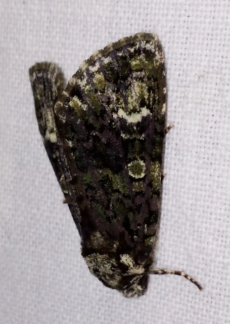 Craniophora ligustri - fagyalbagoly