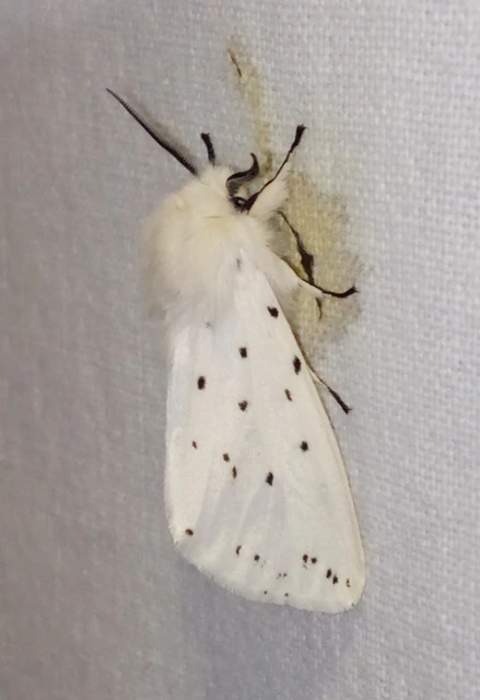 Spilosoma lubricipedum - tejszínű medvelepke