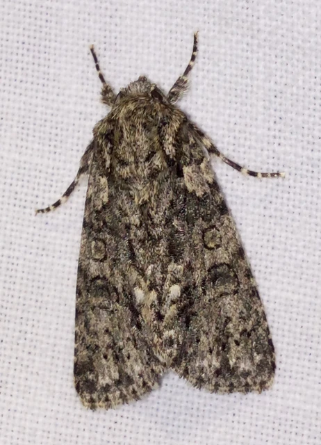 Acronicta rumicis - sóska-szigonyosbagoly