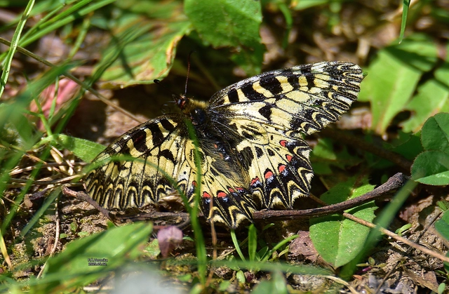 Zerynthia polyxena - farkasalmalepke
