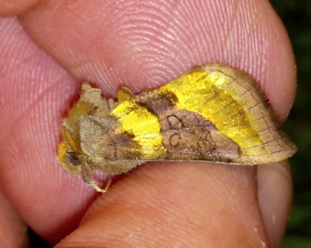 Diachrysia chrysitis - aranybagoly