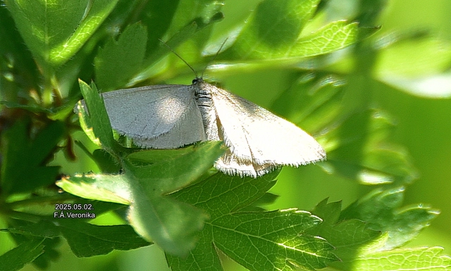 Minoa murinata - kutyatej-araszoló