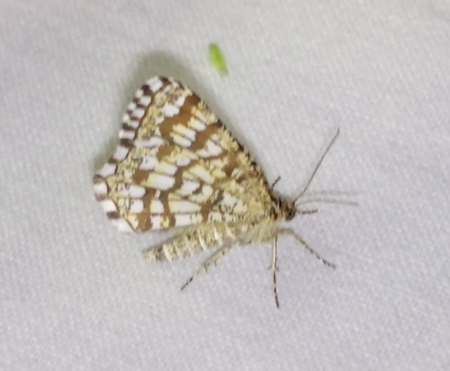 Chiasmia clathrata - rácsos rétiaraszoló