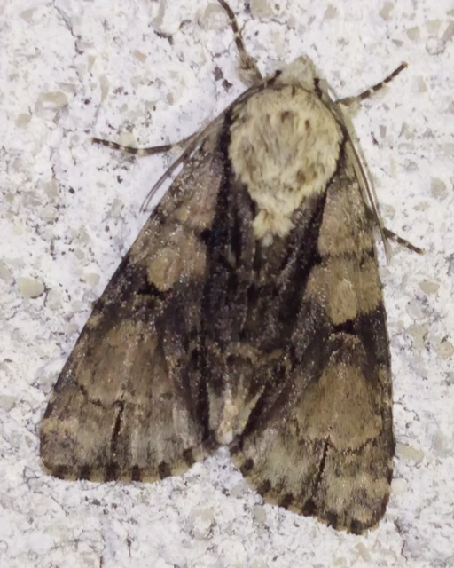 Acronicta alni - éger-szigonyosbagoly