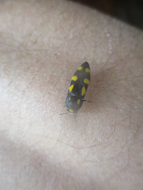 Ptosima undecimmaculata - sárgafoltos díszbogár
