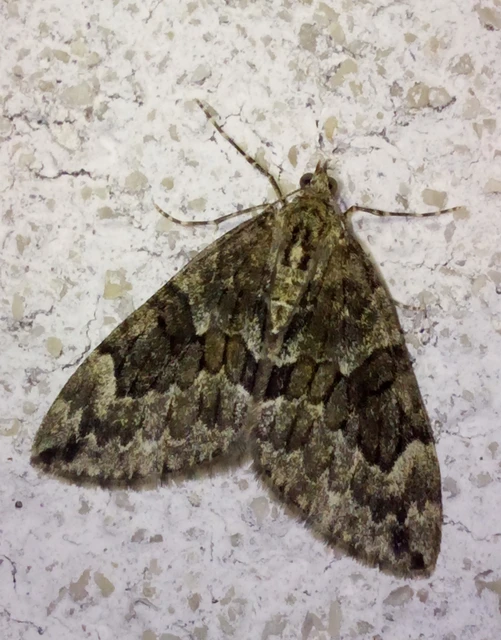 Thera variata/britannica