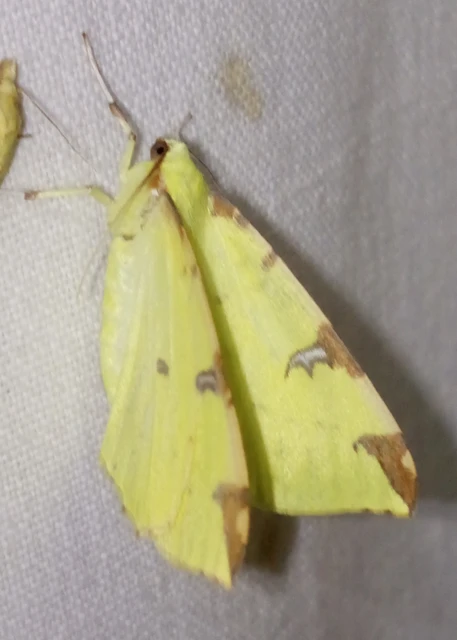 Opisthograptis luteolata - citromsárga araszoló