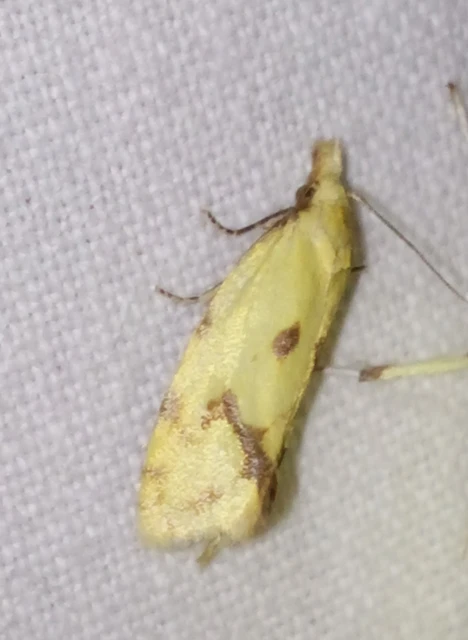 Agapeta hamana - közönséges sárgamoly