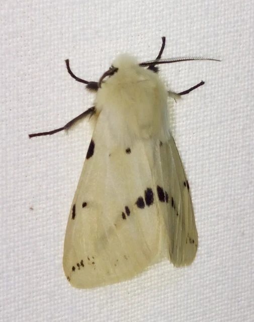 Spilarctia lutea - sárgás medvelepke