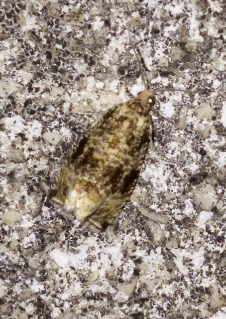Celypha lacunana - vízparti tükrösmoly
