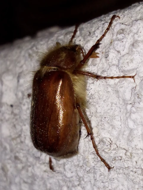 Holochelus vernus - tavaszi cserebogár