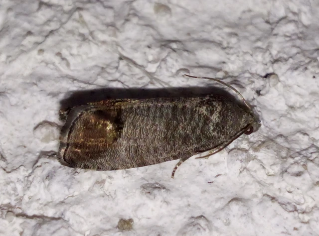 Cydia pomonella - almamoly