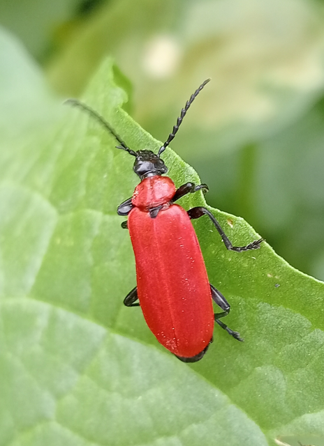 Pyrochroa coccinea - nagy bíborbogár