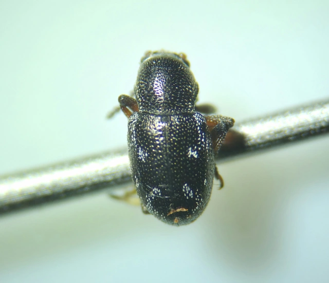 Pachnephorus villosus - közönséges fövenylevelész