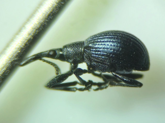 Eutrichapion punctiger - bükkönyrontó cickányormányos Eutrichapion punctiger - bükkönyrontó cickányormányos