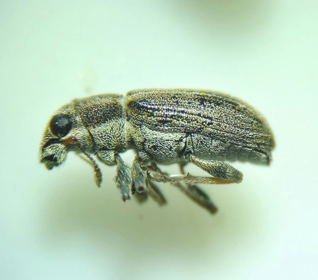 Sitona lineatus - sávos csipkézőbogár
