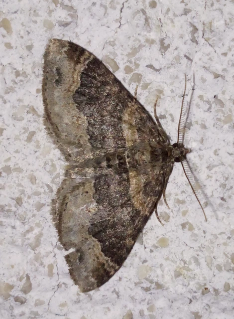 Xanthorhoe ferrugata - kerti tarkaaraszoló