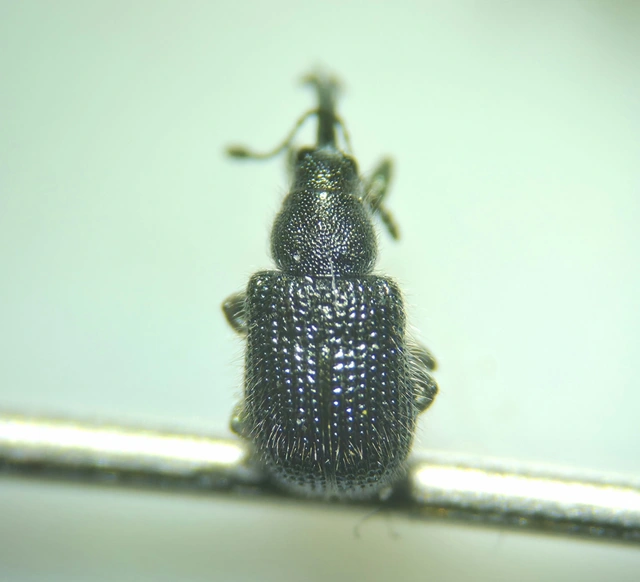 Neocoenorrhinus