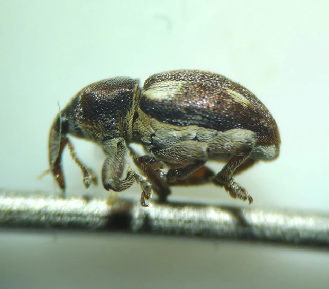 Tychius quinquepunctatus - borsó-tímárormányos