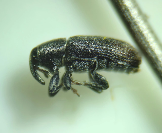Mecinus pyraster - szélesnyakú útifűormányos