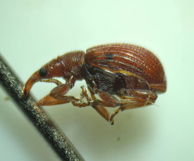 Apion frumentarium - vörös cickányormányos