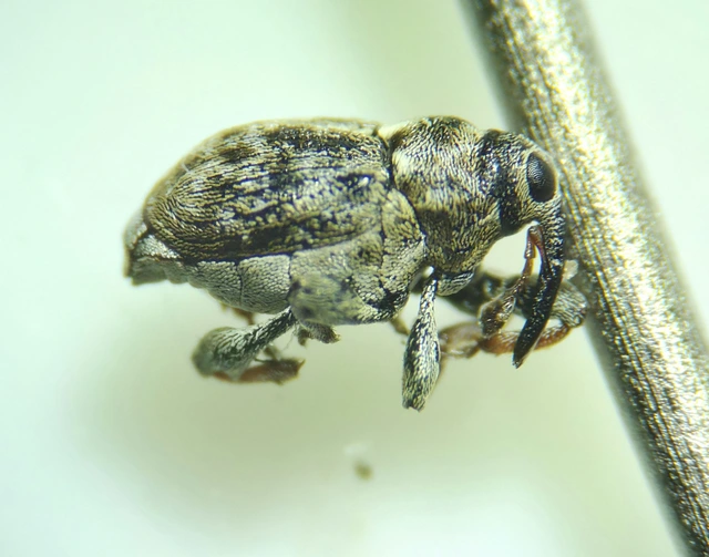 Coryssomerus capucinus - székfű-kancsalormányos
