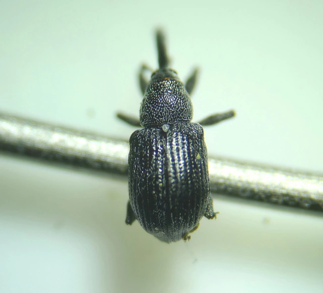 Anthonomus rubi - szamóca-bimbólikasztó Anthonomus rubi - szamóca-bimbólikasztó