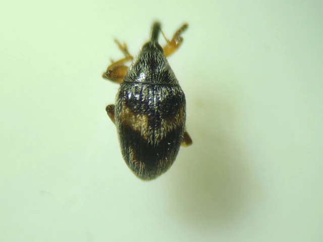 Nanophyes marmoratus - simacombú füzényormányos