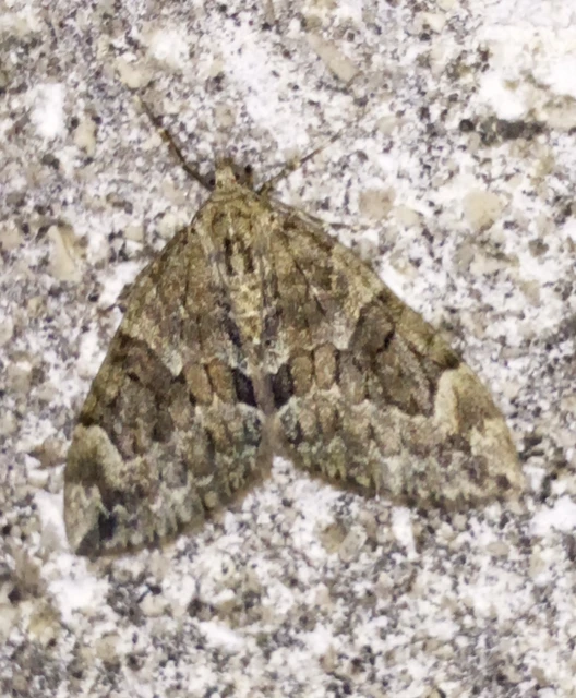 Thera variata/britannica