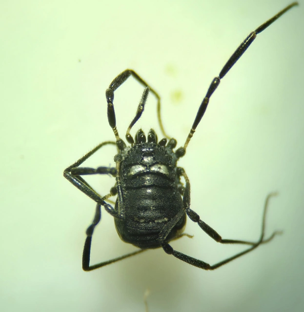 Opiliones - Kaszáspókok