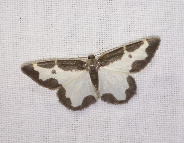 Lomaspilis marginata - szegélyes nyárfaaraszoló Lomaspilis marginata - szegélyes nyárfaaraszoló