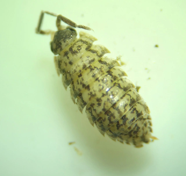 Isopoda - Ászkarákok