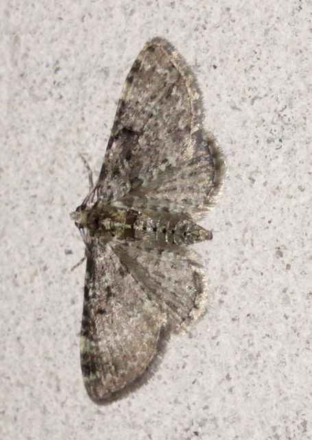 Pasiphila chloerata - hamvas törpearaszoló