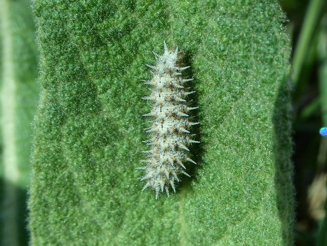 Melitaea trivia - kis tarkalepke