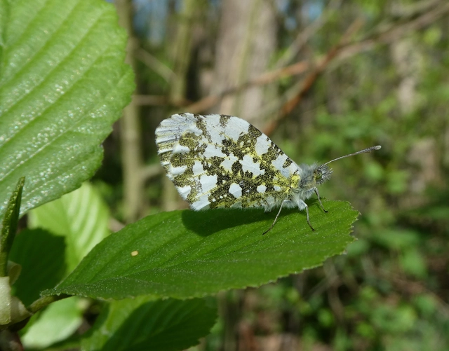 Anthocharis cardamines - hajnalpírlepke