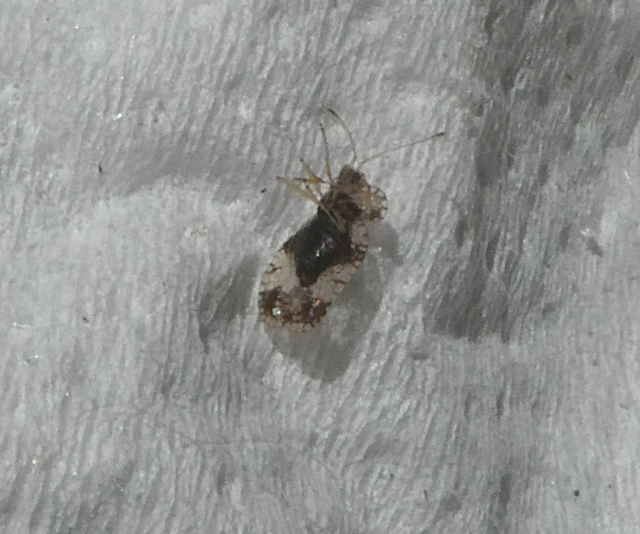 Stephanitis pyri - körte-csipkéspoloska