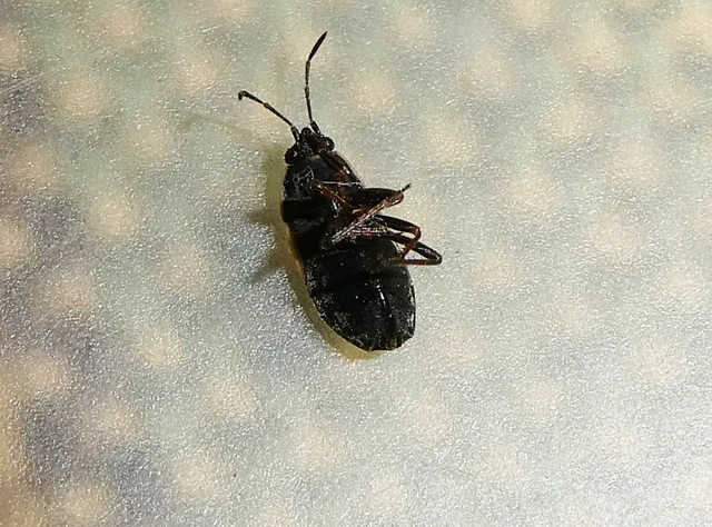 Trapezonotus arenarius - ugarbodobács Trapezonotus arenarius - ugarbodobács