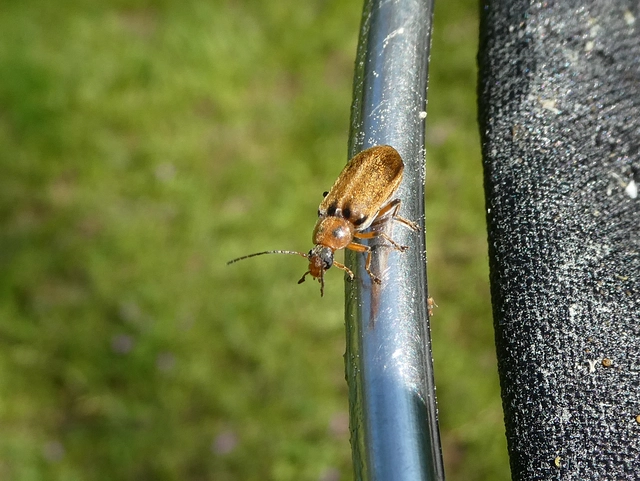 Osphya bipunctata - kétalakú komorka