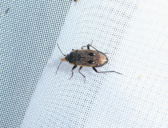 Graptopeltus lynceus - homoki díszesbodobács